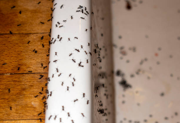 Best Pest Control Near Me  in North Gates, NY